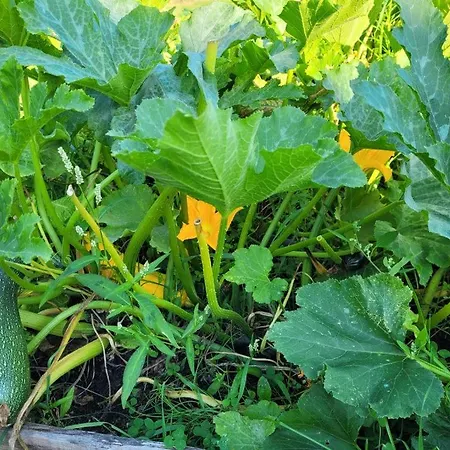 Hébergement de vacances Letniskowy Domek Z Bali Myszyniec